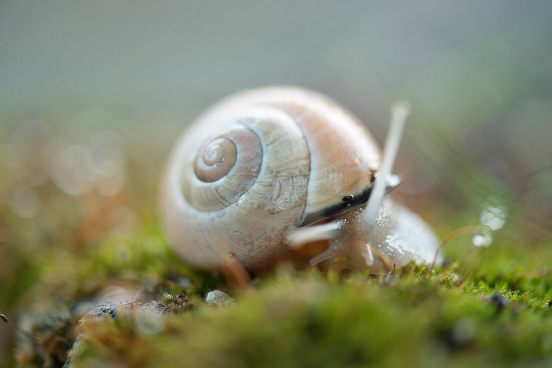 Snail