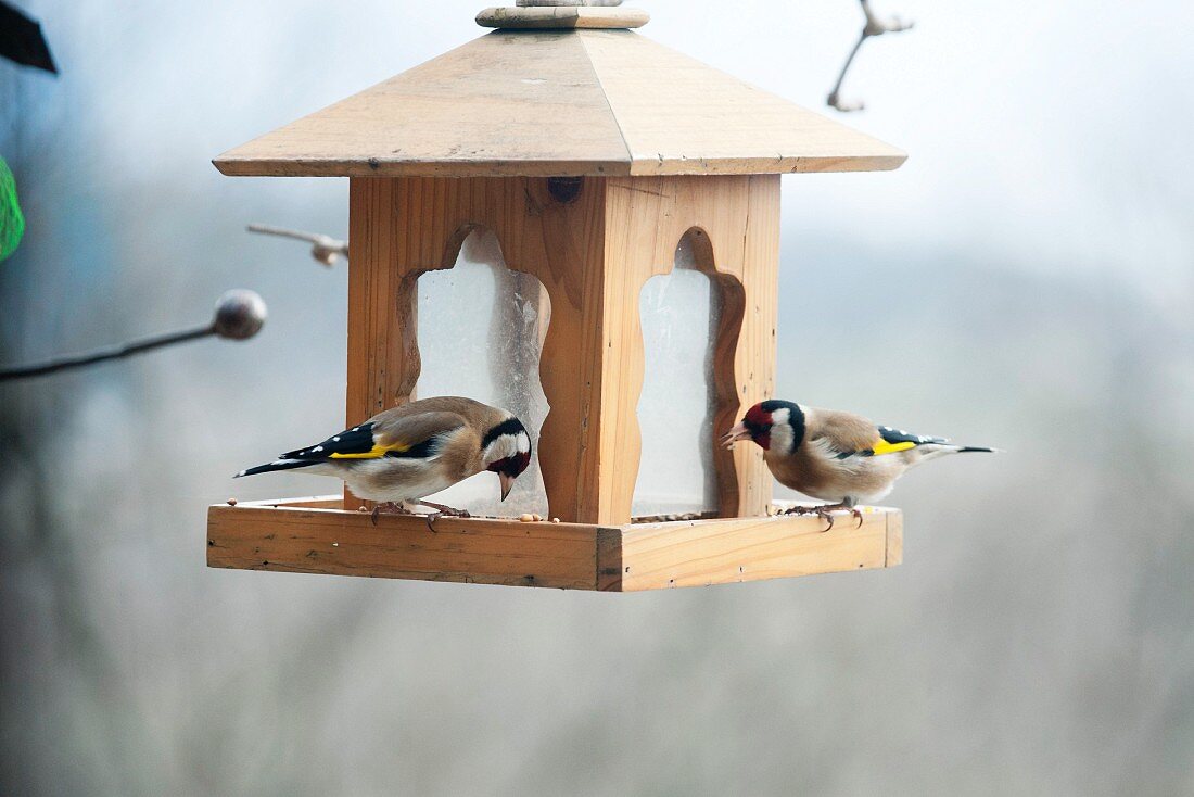 Europäische Stieglitze (Carduelis carduelis) auf Vogelhäuschen