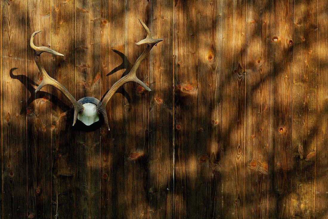 Stag's antlers hanging on wooden wall