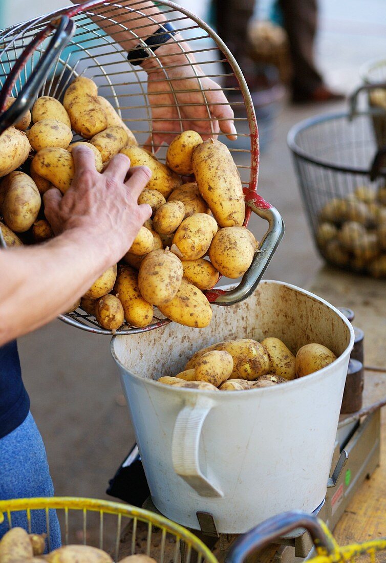 Freshly harvested potatoes being weighed