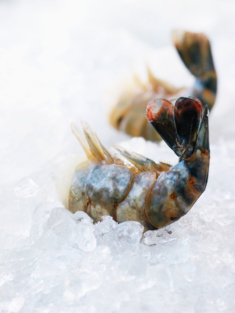 Two prawns on crushed ice