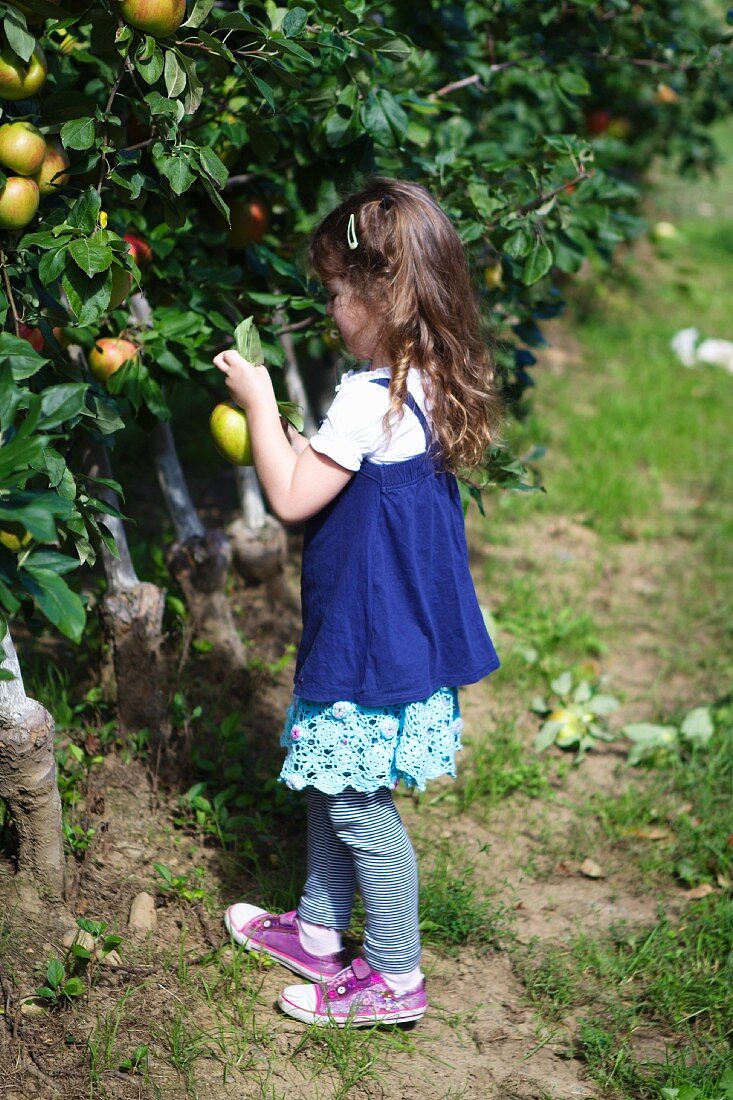 A Little Girl Picking Apples on a Sunny Day