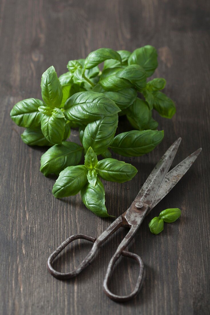 Fresh basil and an old pair of scissors