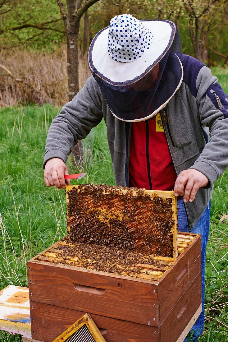 A beekeeper harvesting honey