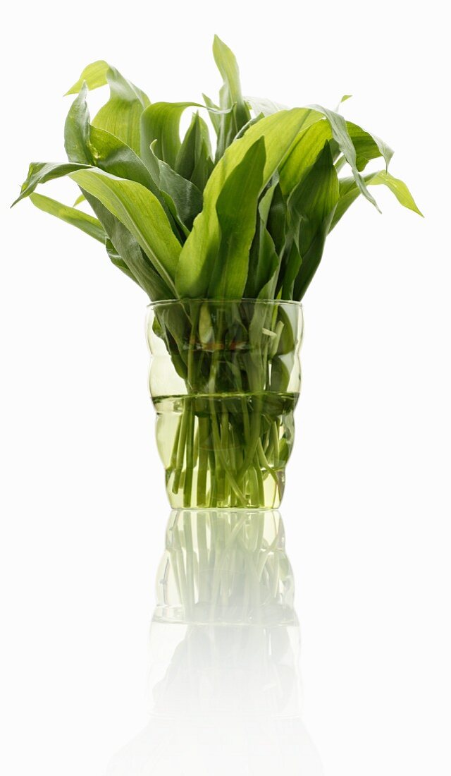 Fresh wild garlic leaves in a glass of water