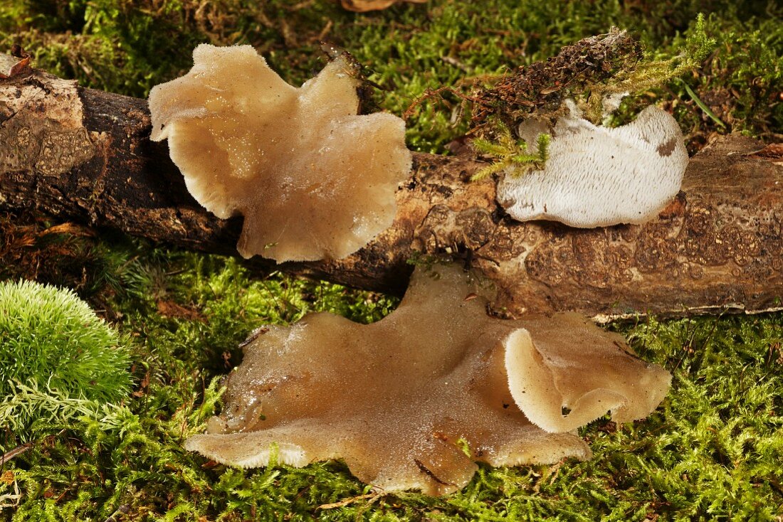 Jelly tooth fungus