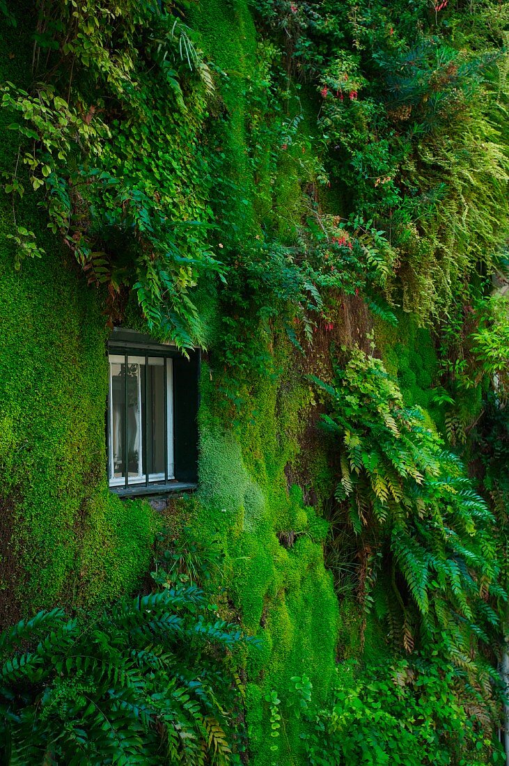 Vertical garden on planted house facade with window