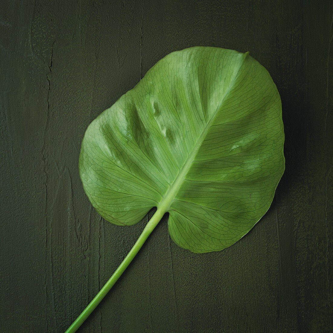 An exotic leaf