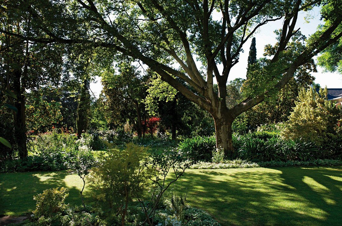 Alter Baum spendet Schatten in parkähnlichem Garten