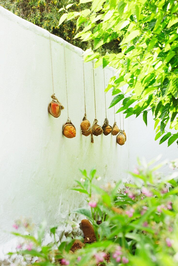 Cords held tight by stone weights over garden wall as supports for climbing tomato plants