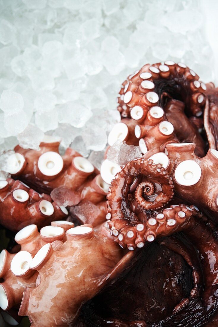 Pacific Octopus on Ice; Close Up