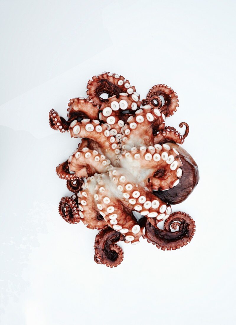 Fresh Pacific Octopus on White