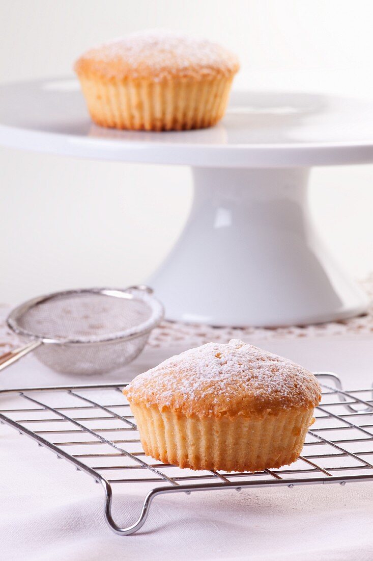 Vanilla muffins sprinkled with icing sugar