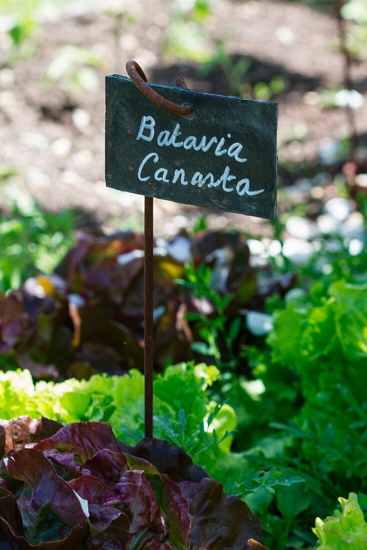 Batavia canasta lettuce in a bed with sign