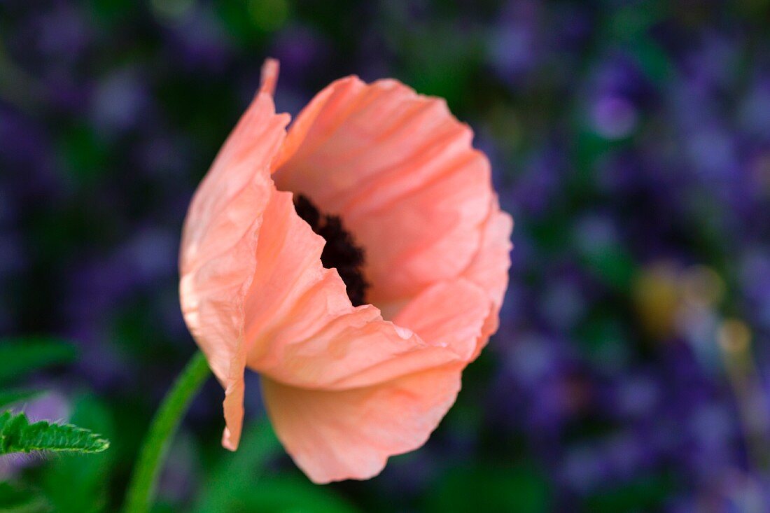 A poppy flower in the garden