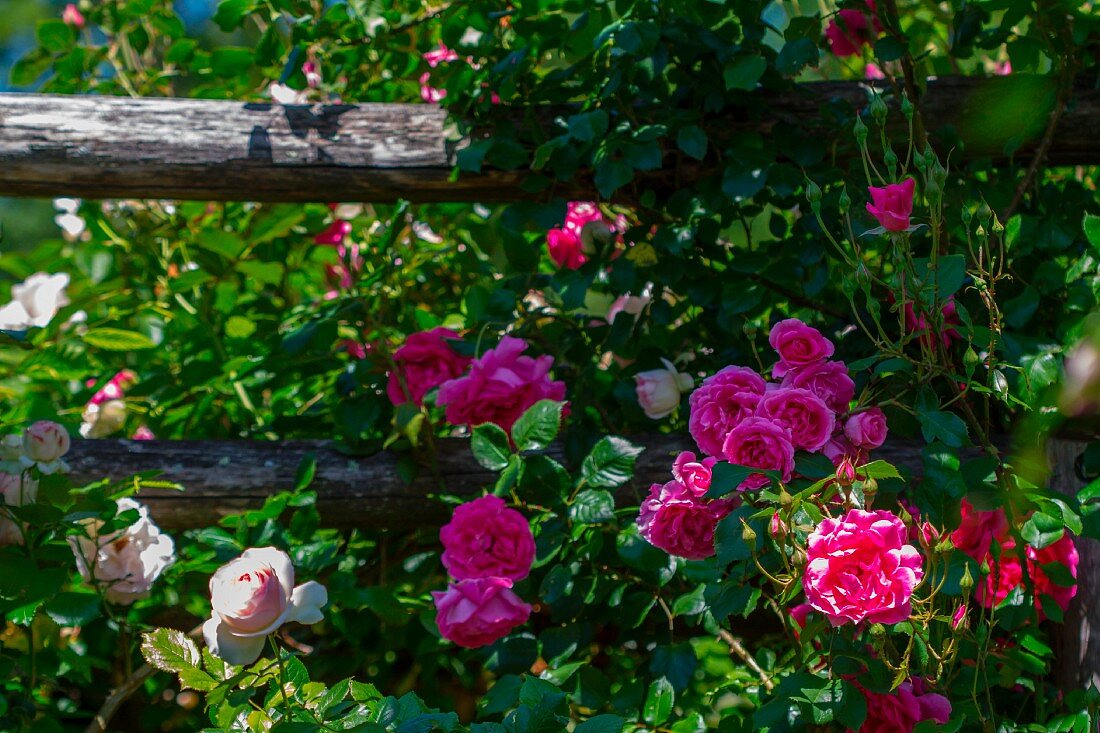 Climbing roses on a garden fence