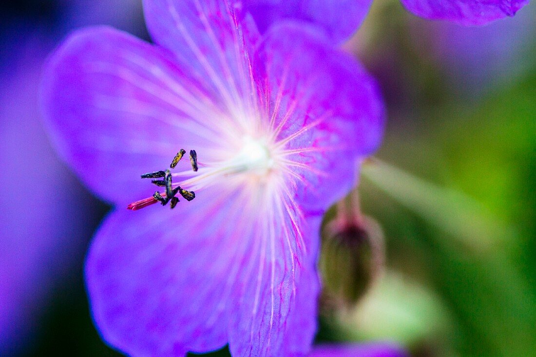 Lila Clematis (Close Up)