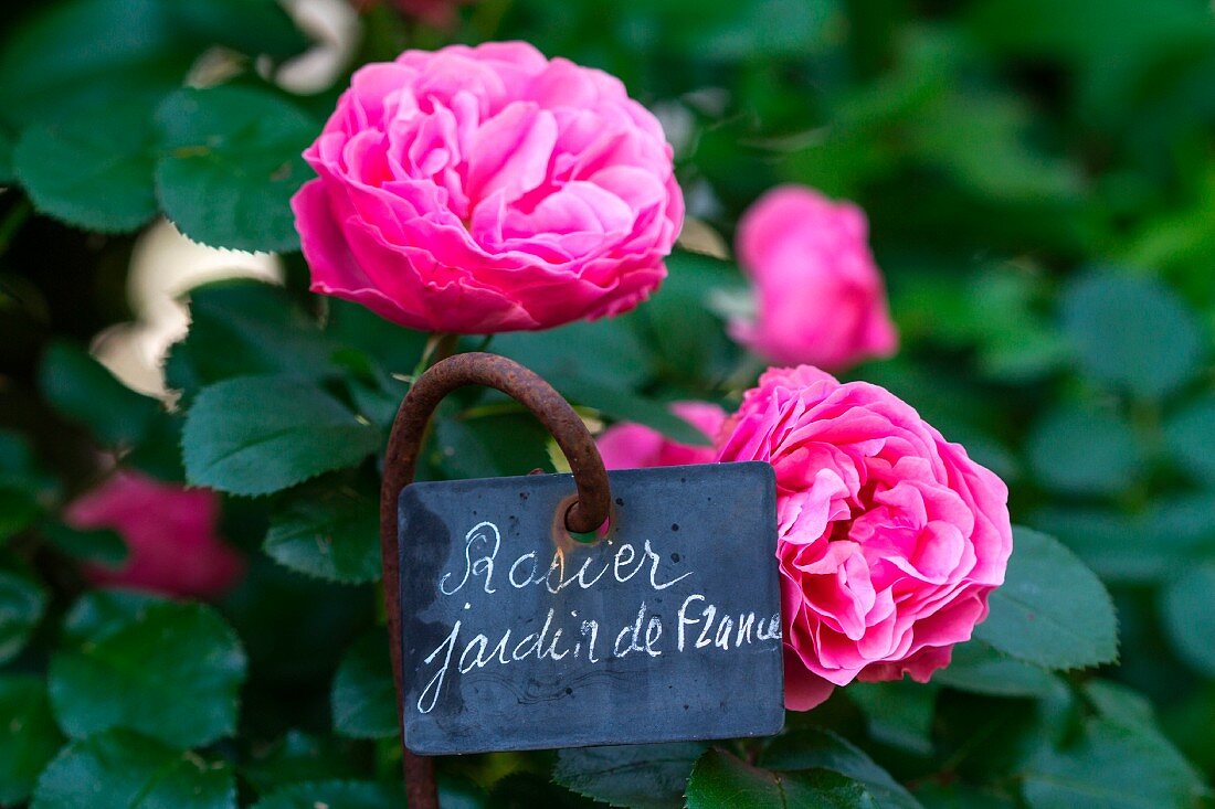 Beetrosen im Garten mit Schild Jardin de France