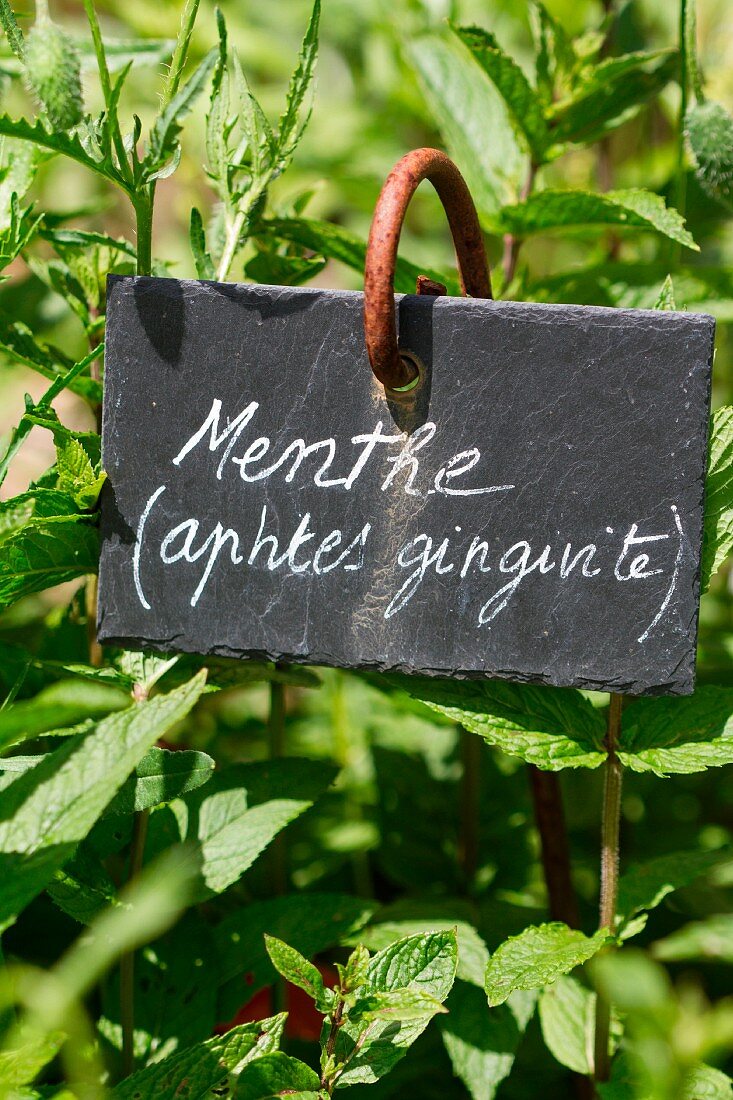 Fresh mint in the garden with sign (natural remedy for ulcers and gingivitis)