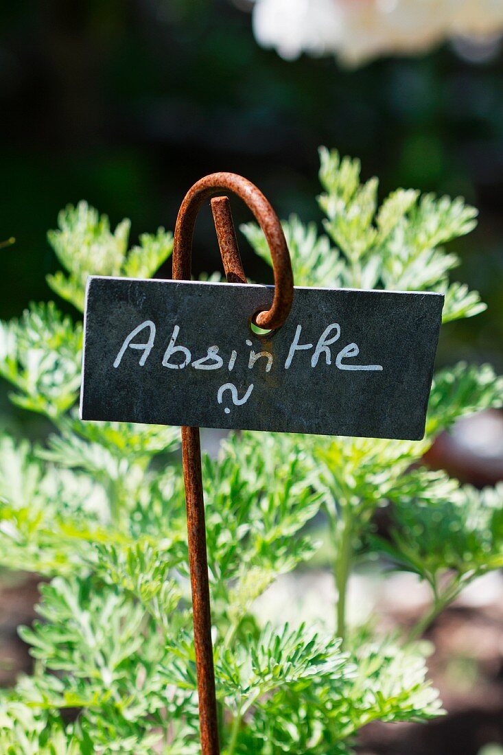 Fresh absinthe in the garden with sign