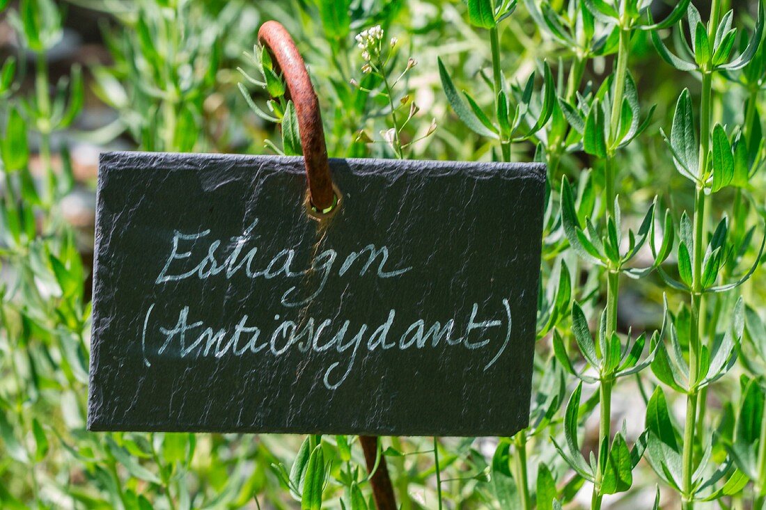 Frischer Estragon im Garten mit Schild (Antioxidans)