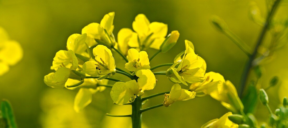 Rape flowers