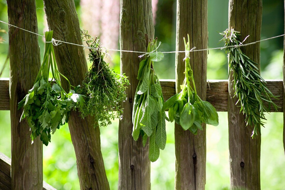 Bunches of herbs hanging against a wooden fence
