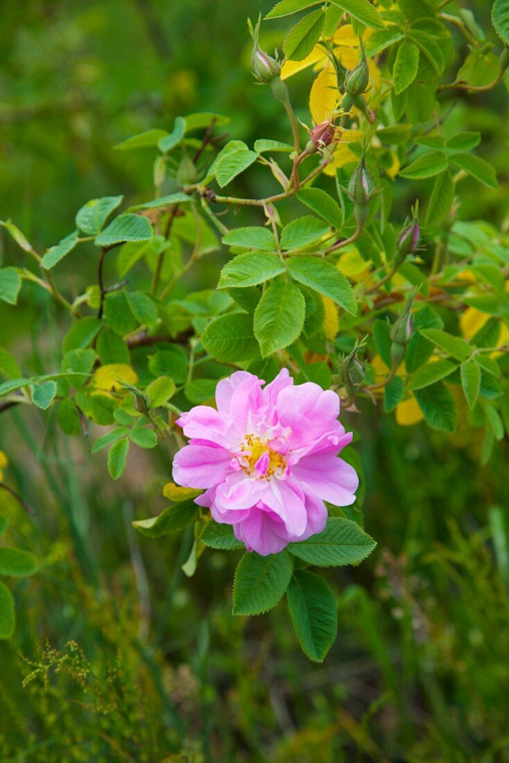 A wild rose on the stem