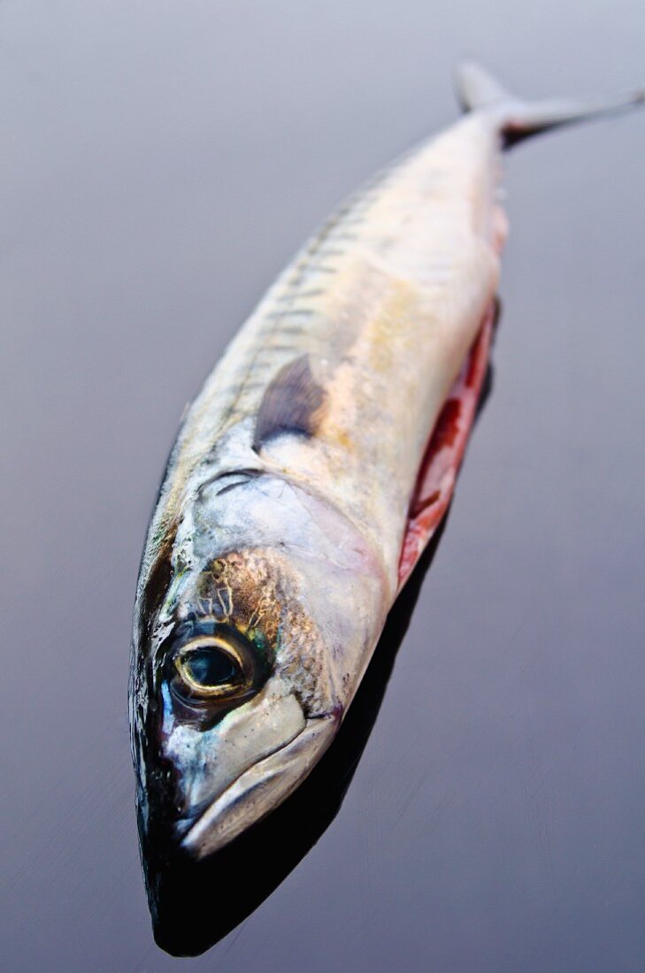 A mackerel