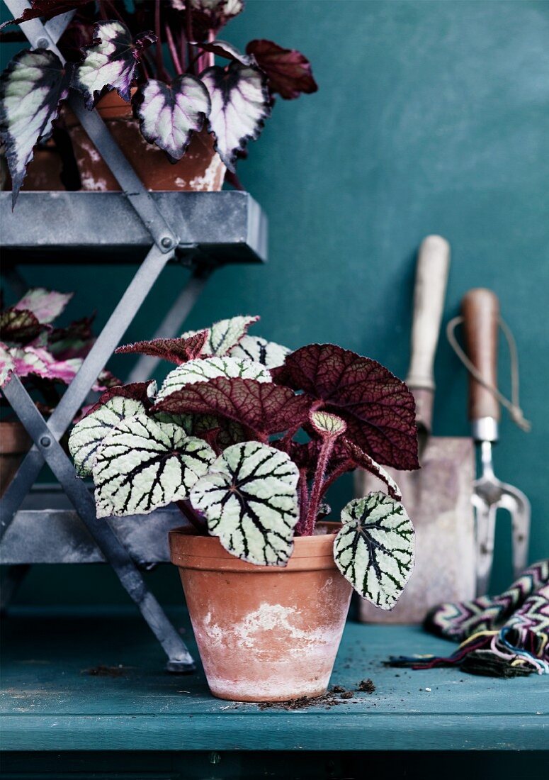 Rex begonia in terracotta pot in front of étagère and blue-green wall