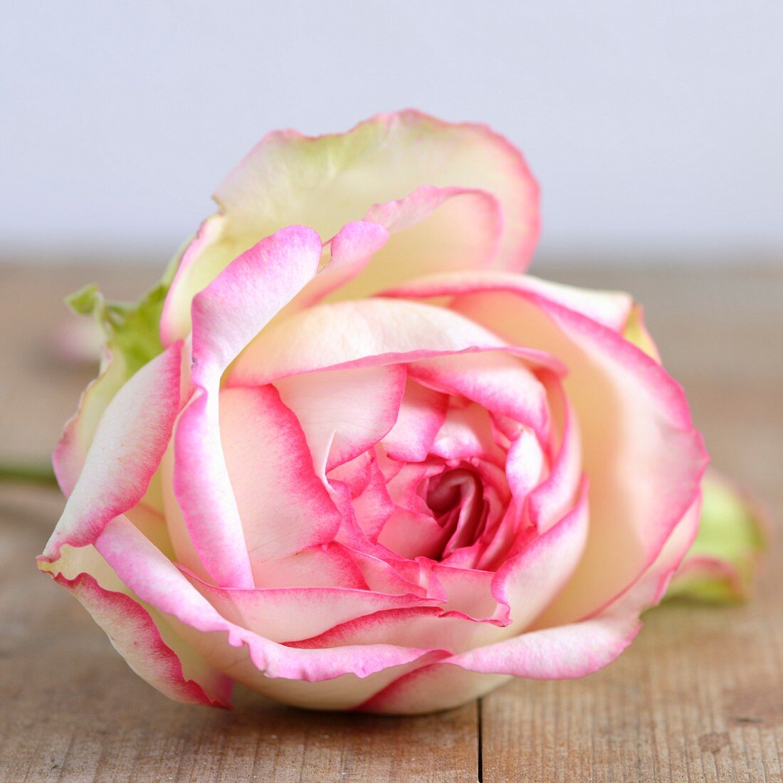 White rose with petals edged with pink (close up)