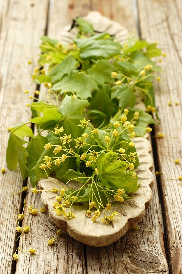 Ahornblätter und -blüten in einer Holzschale