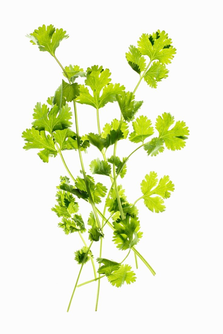 Fresh coriander