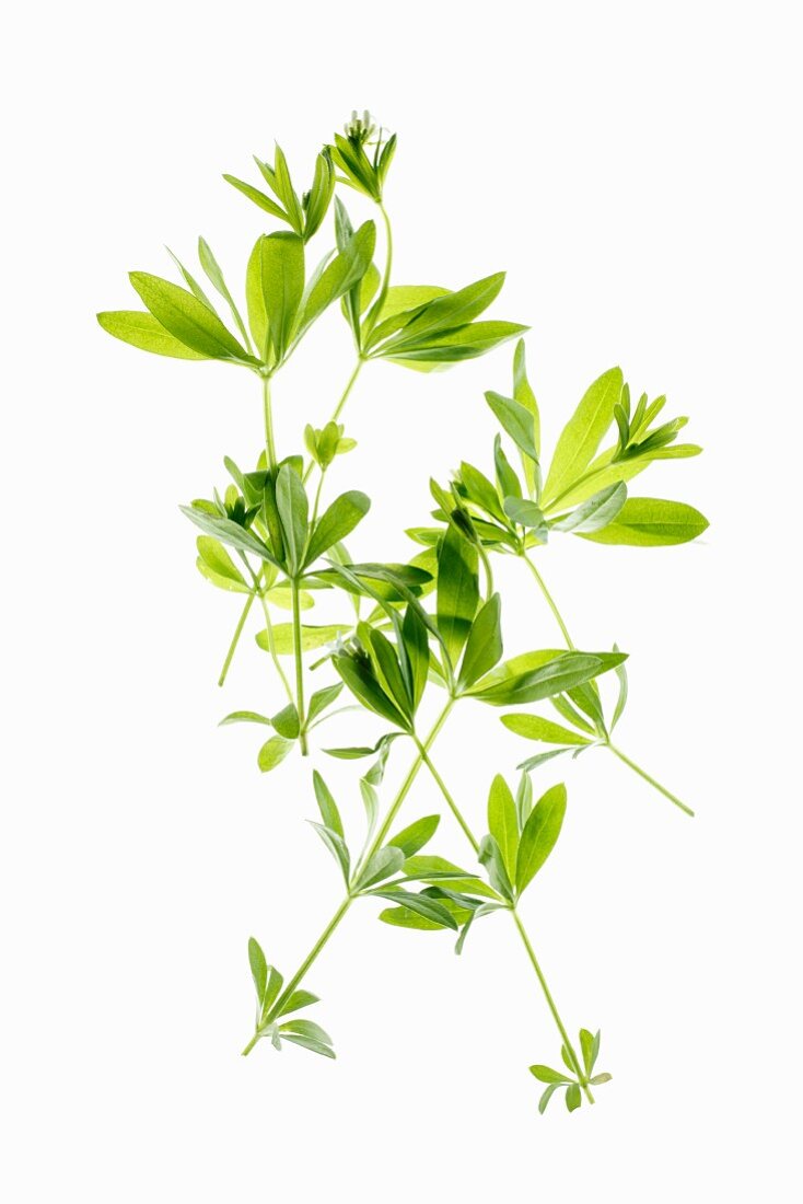 Fresh woodruff