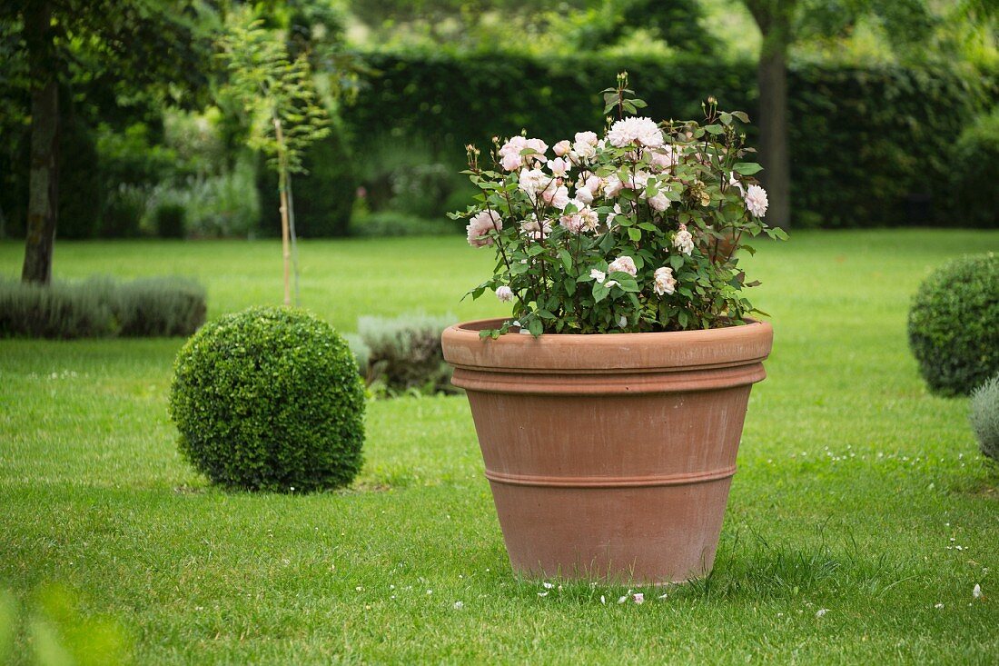 Rosen im Blumentopf zwischen Buchsbaumkugeln auf einer Gartenwiese