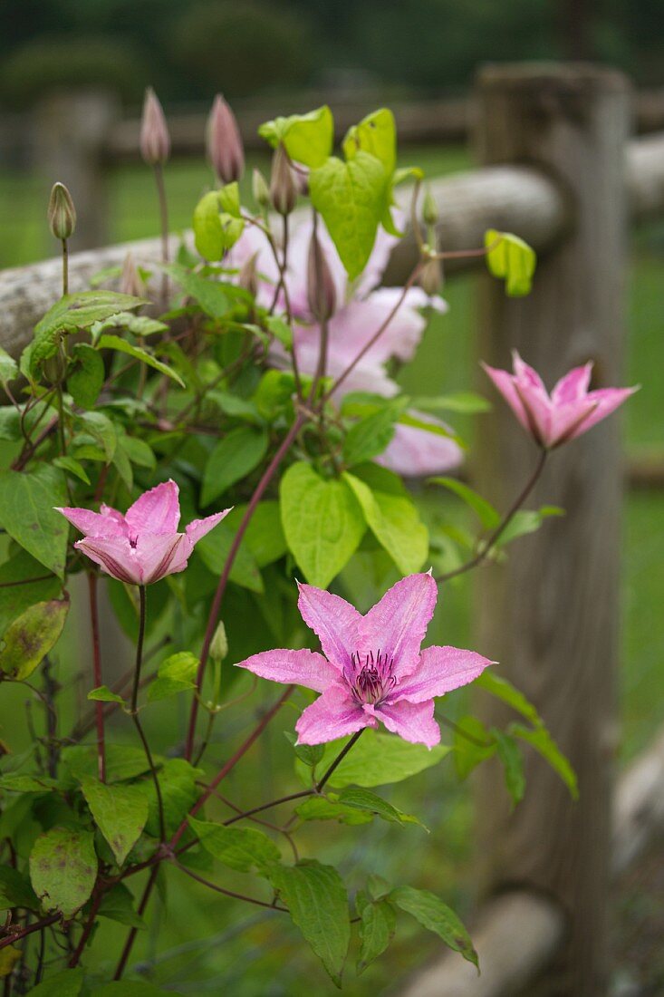 Blühende Clematis an einem Gartenzaun