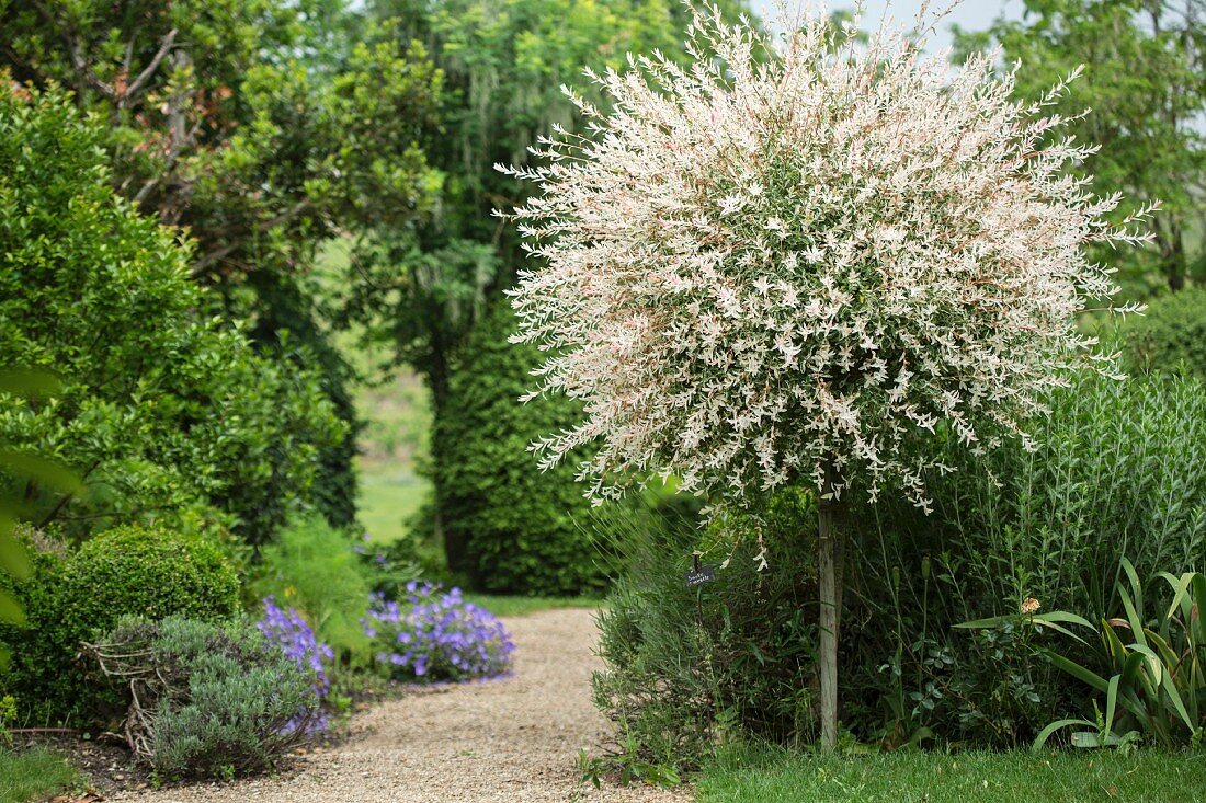 Garden path lined with trees and bushes