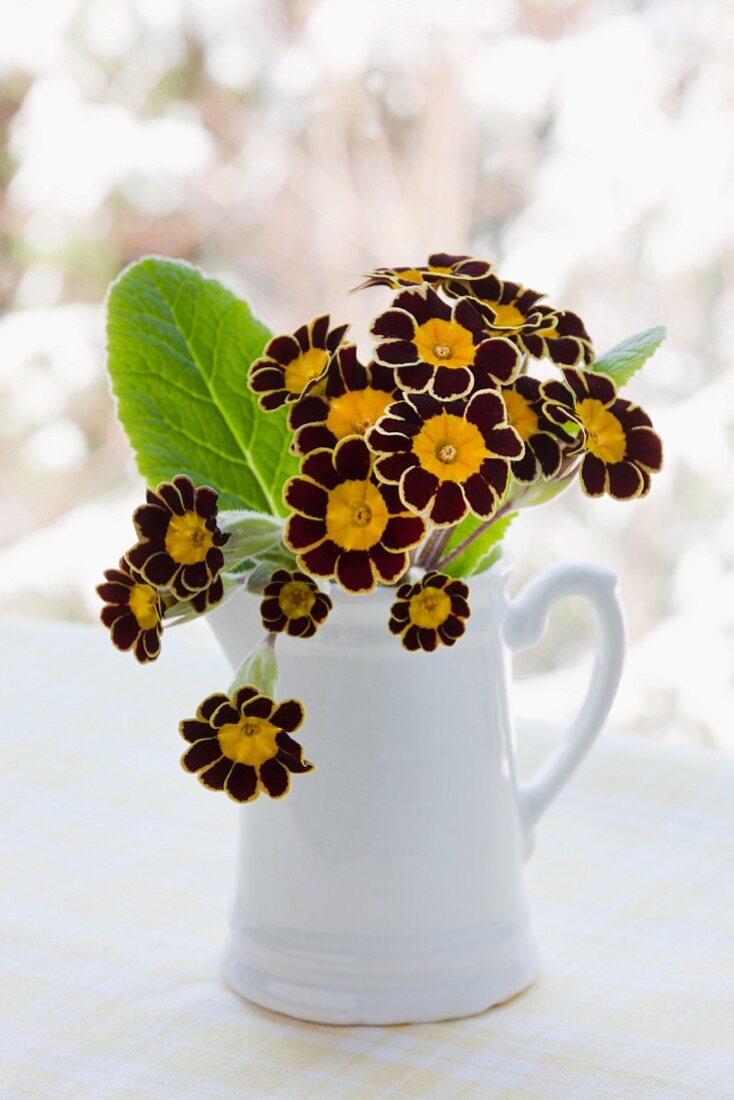 Aurikelblüten in weisser Kanne vor dem Fenster