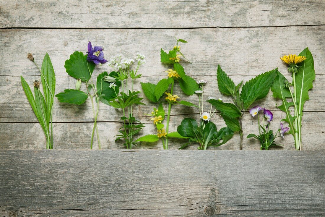 Mehrere Heil- und Wiesenkräuter auf Holz, Sammelzeitpunkt Mai: Spitzwegerich, Akelei, Waldmeister, gelbe Taubnessel, Gänseblümchen, Brennnessel, Stiefmütterchen, Löwenzahn