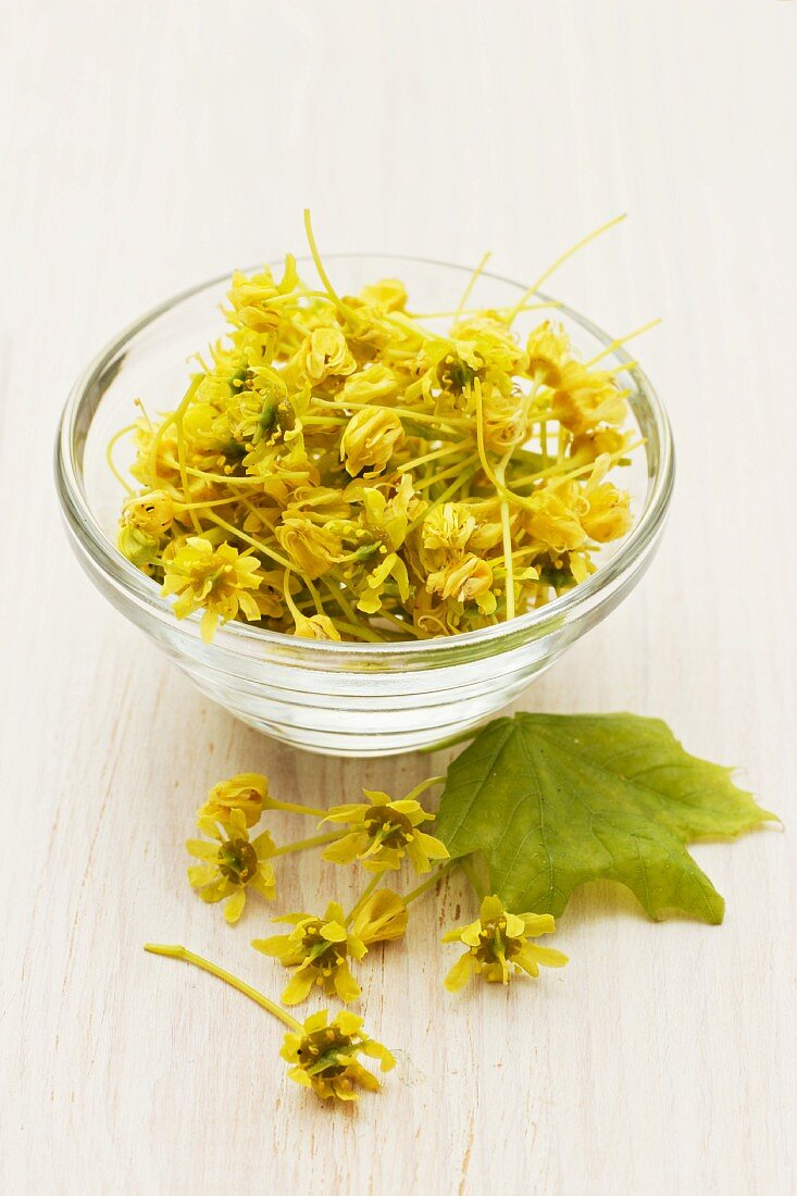 Maple flowers in a glass bowl
