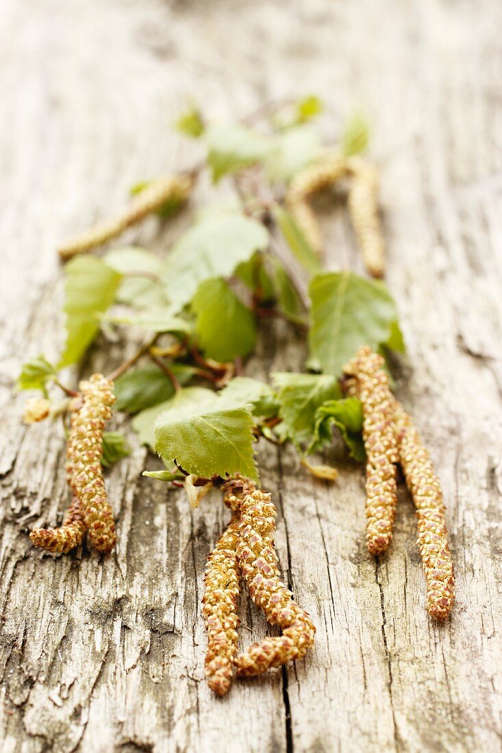 Birch catkins and leaves on a wooden surface
