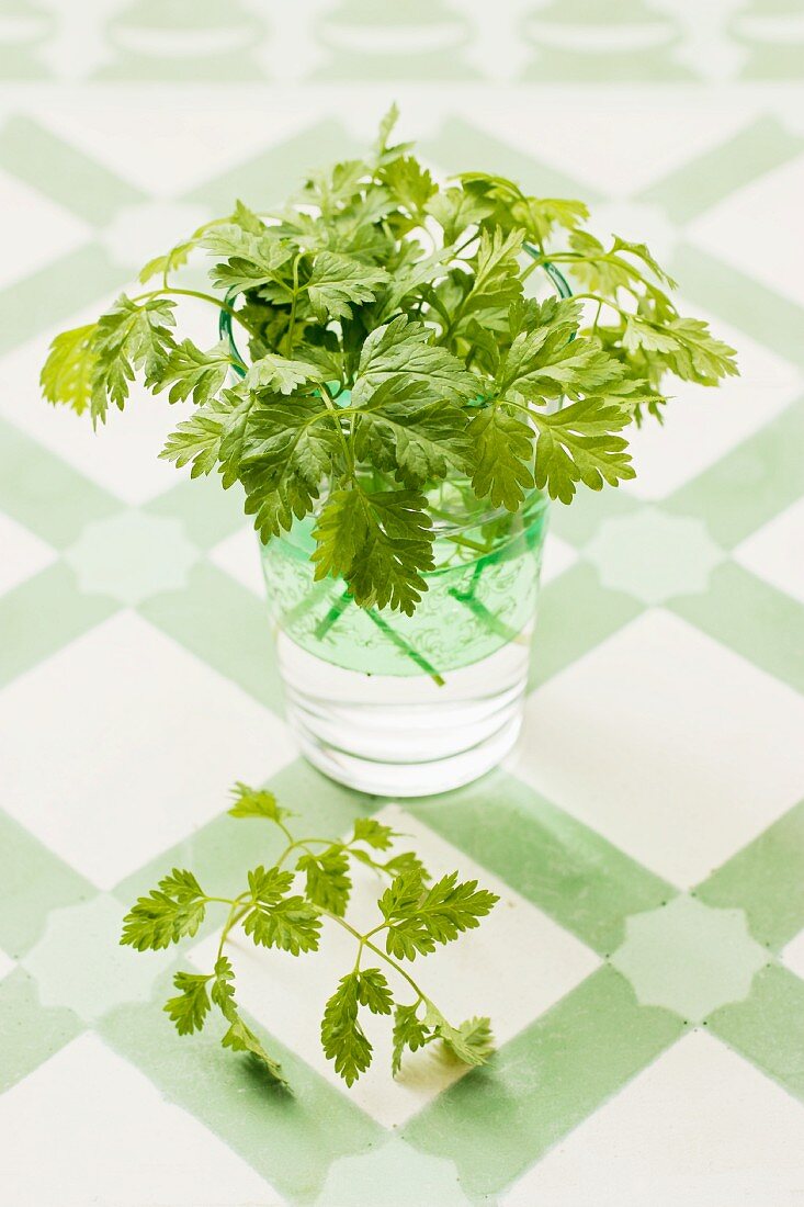 Fresh chervil in a glass of water