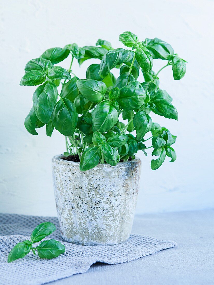 A basil plant in a Mediterranean pot