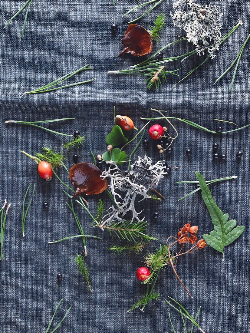 Forest fruits, twigs, leaves, lichens and pine needles