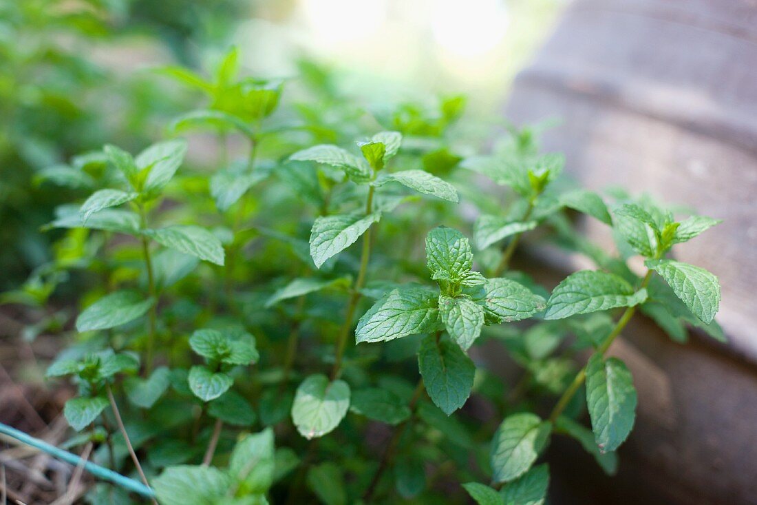 Fresh mint growing in a bed