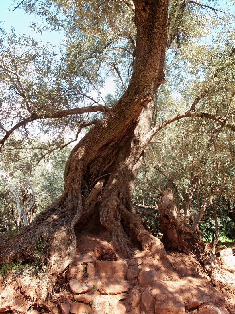 An old olive tree in North Africa
