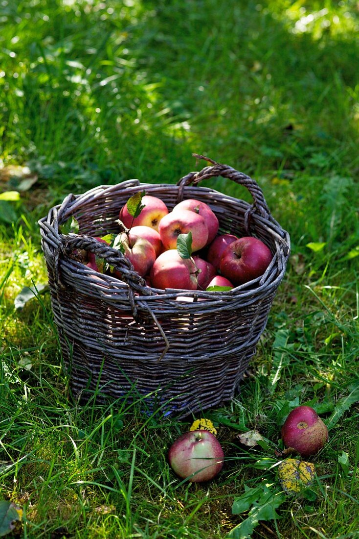 Rote Äpfel im Korb auf der Wiese