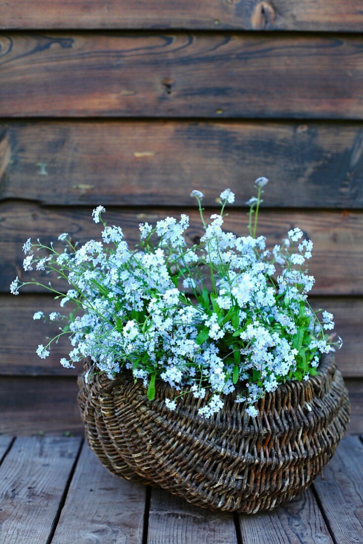 Forget-me-nots in a basket