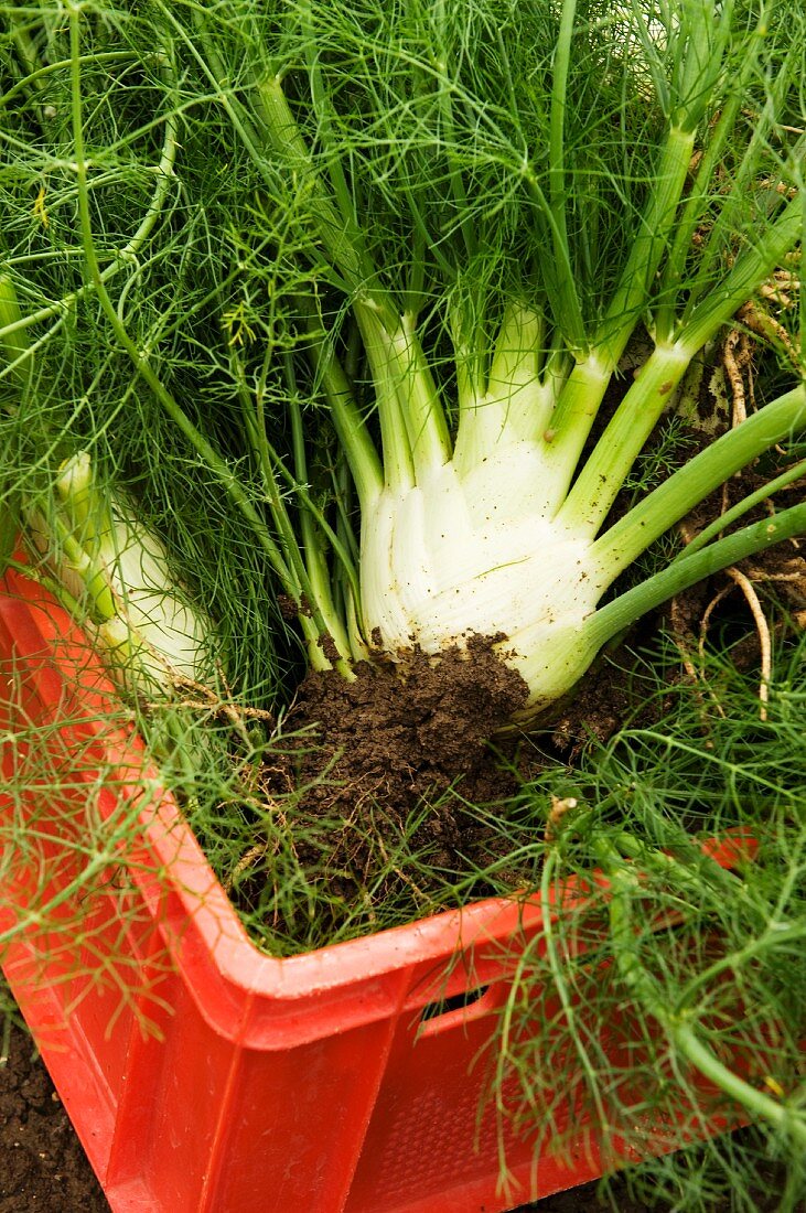 Freshly harvested fennel in a crate