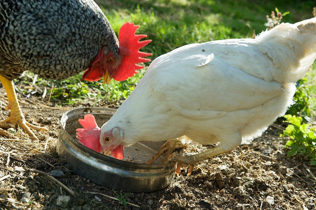 Hühner picken Futter aus einer Schale